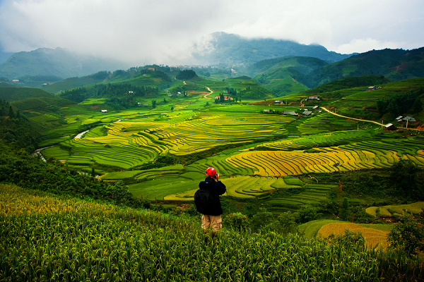 Ruộng bậc thang ở Sapa